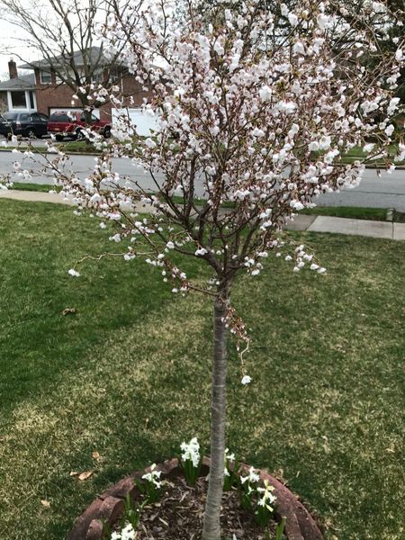 Prunus incisa 'Little Twist' ornamental cherry tree.jpg