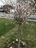 Prunus incisa 'Little Twist' ornamental cherry tree.jpg