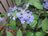Hydrangea serrata 'Purple Tiers'.JPG
