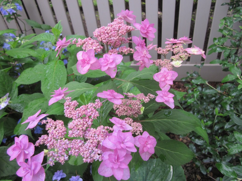 Hydrangea serrata 'Purple Tiers'2.JPG