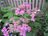 Hydrangea serrata 'Purple Tiers'2.JPG