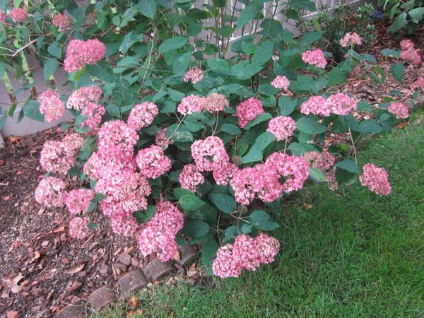 Hydrangea arborescens 'Bella Anna'.JPG