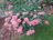 Hydrangea arborescens 'Bella Anna'.JPG
