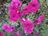 Frankie pink flowers 2 SZD.jpg