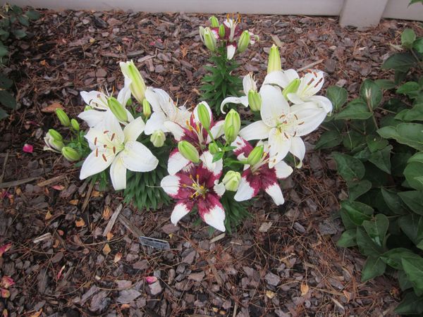 Asiatic Lilies 'Tiny Nanny' & 'Tiny Padhye'.JPG