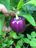 Purple bell pepper