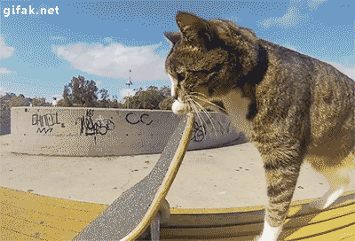 Skateboard cat.gif