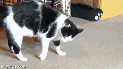 this-is-the-only-way-circus-cat-knows-how-to-get-his-food.gif