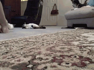 picgifs-animals-cats-pets-1416603.gif