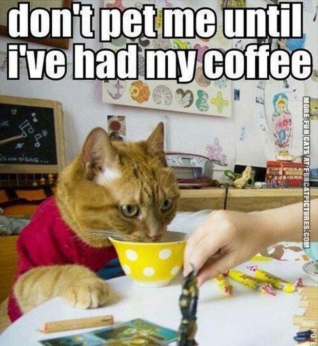 funny-cat-pics-dont-pet-mi-until-i-had-my-coffee.jpg