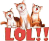 Laughing cats.gif