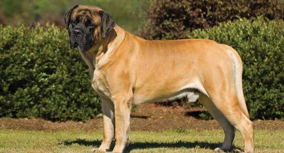 mastiff-card-medium (1).jpg