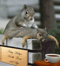 Squirrel Massage.gif