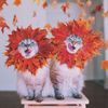 135623-Autumn-Cats.jpg