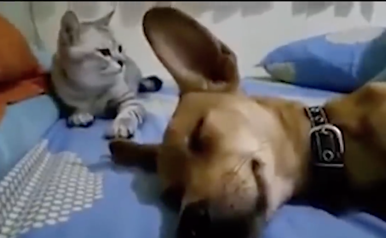 Screen Shot 2020-10-26 at 2.03.15 PM.png