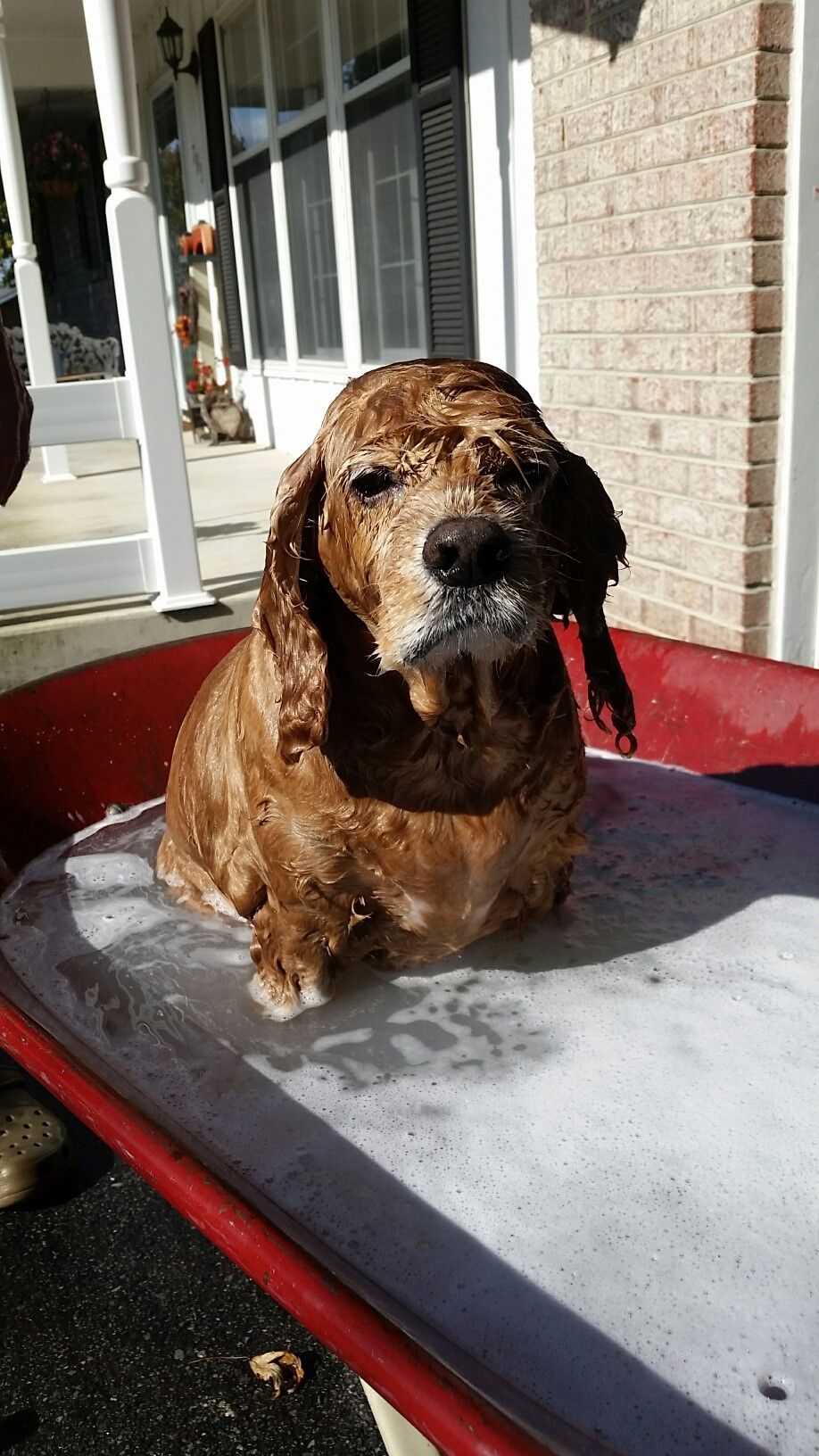 Bo bathing in Oct.jpg