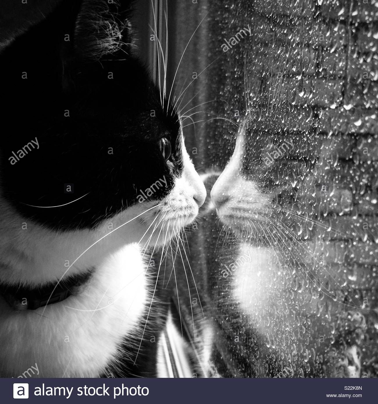 cat-looking-out-of-a-window-at-the-rain-S22K8N.jpg