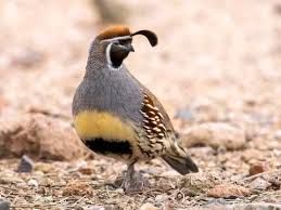 quail.jpg