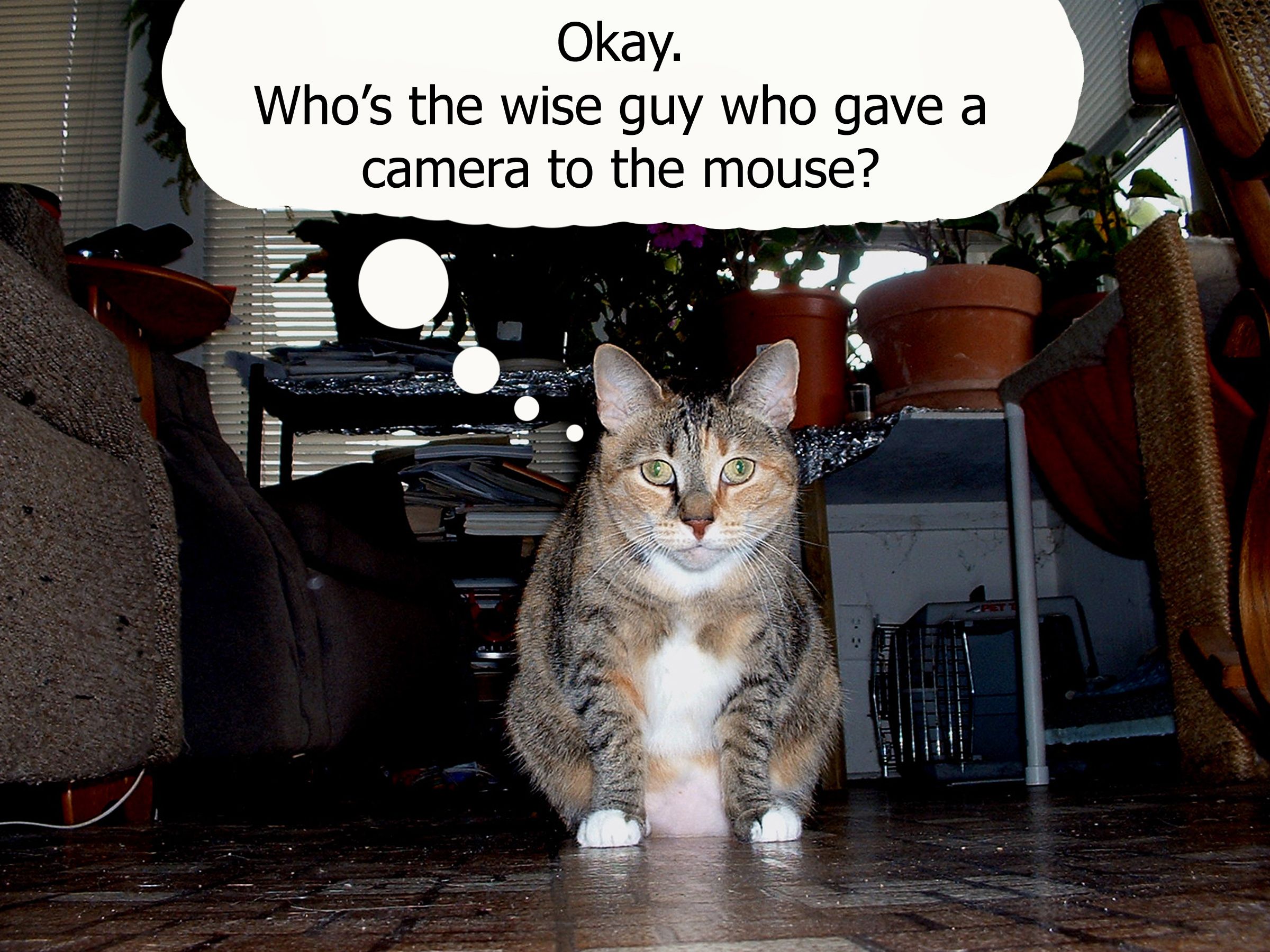 susie's mouse cam.jpg