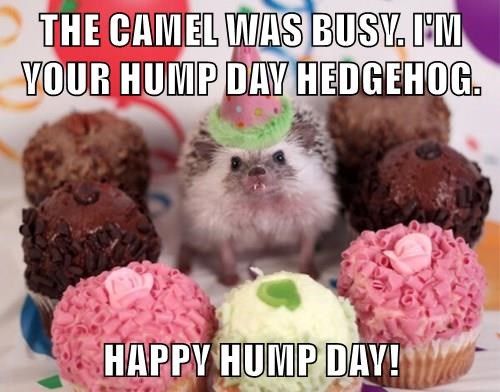 the-camel-was-busy-im-your-hump-day-hedgehog-happy-hump-day.jpeg