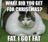 fat cat.jpg