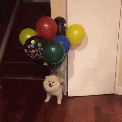 flying-dog-baloons.gif