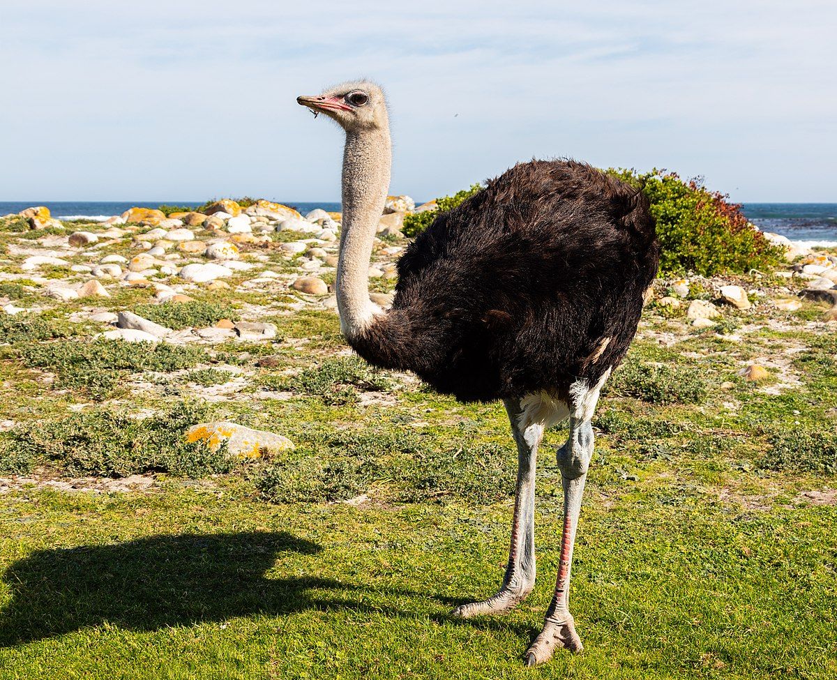 1200px-Avestruz_de_cuello_azul_(Struthio_camelus_australis),_cabo_de_Buena_Esparanza,_Sudáfrica,_2018-07-23,_DD_87.jpg