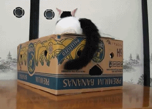cat-in-the-box.gif