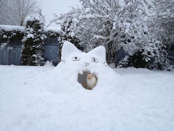 Kitty-Snow-Fort-750x562.jpg