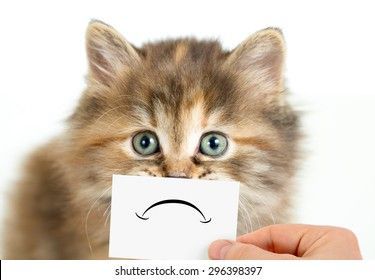 unhappy-sad-cat-isolated-260nw-296398397.jpg
