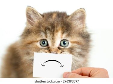 unhappy-sad-cat-isolated-260nw-296398397.jpg