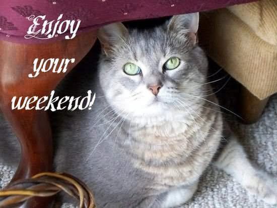 Enjoy Weekend Cat