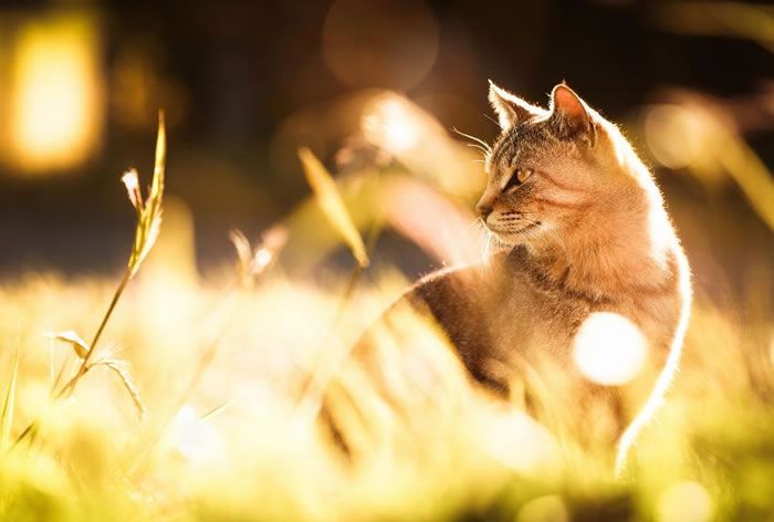 cat-sunlight-heated-pet-bed.jpg