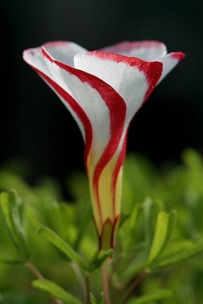 African flower.jpg