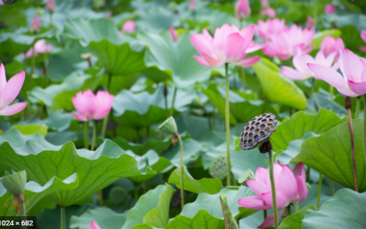 lotus plant.PNG