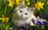 kitty in flowers.jpg