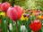 spring-flowers-royalty-free-image-182770759-1567616748.jpg