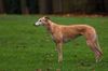 2-greyhound.jpg