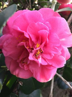 Camellia 2 