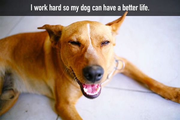 dog-quote-work-hard.jpg