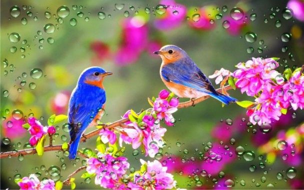spring birds.jpg