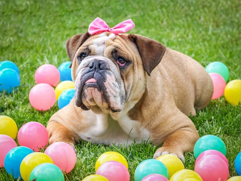 FUN-EASTER-GIFTS-DOGS.jpg