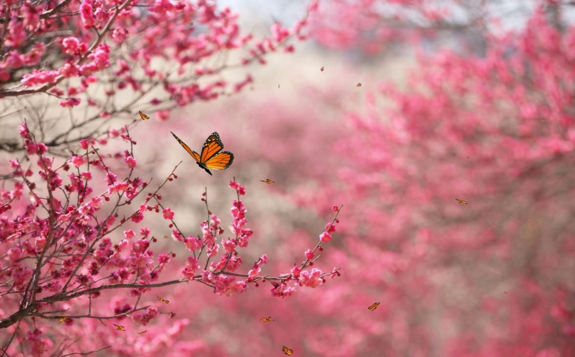 flowering tree.jpg