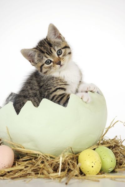 jd-21739-cat-kitten-sitting-egg-5251598.jpg