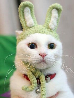 BunnyCat.jpg