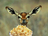 deerpopcorn.png