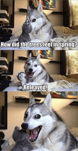 spring-dog-memes-8.png