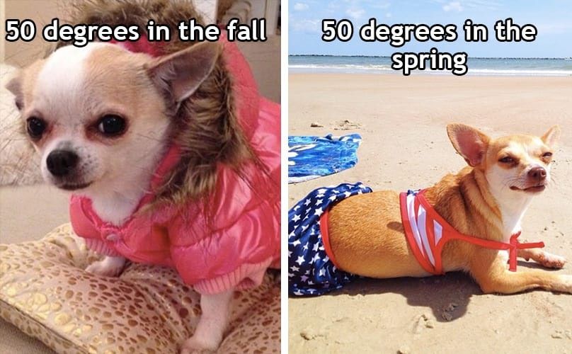 spring-dog-memes-feature.jpg