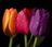 Tulips-wallpaper-10370991.jpg