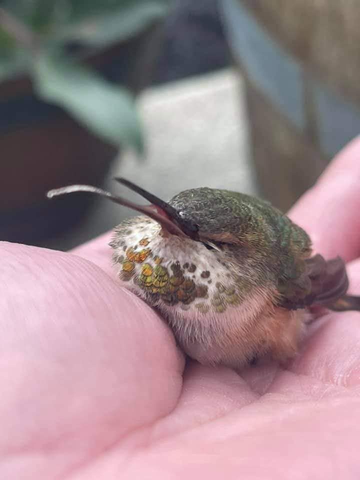Hummingbird with spores 1.jpg